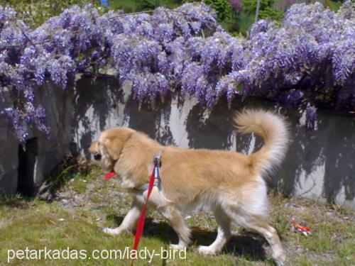 KöPüK Erkek Golden Retriever