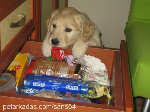 Şans Erkek Golden Retriever