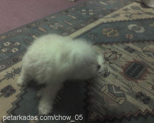 Puffy Erkek Poodle (Standart Kaniş)