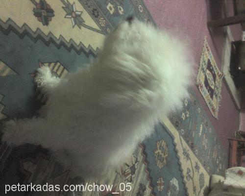 Puffy Erkek Poodle (Standart Kaniş)