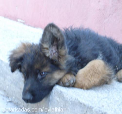 Zeus Erkek Alman Çoban Köpeği