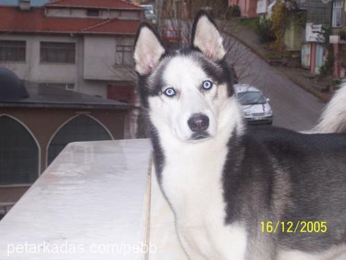 Silva Erkek Sibirya Kurdu (Husky)