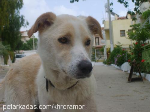 Myra Dişi Labrador Retriever