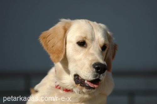 see Dişi Golden Retriever