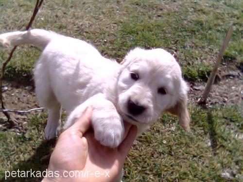 see Dişi Golden Retriever