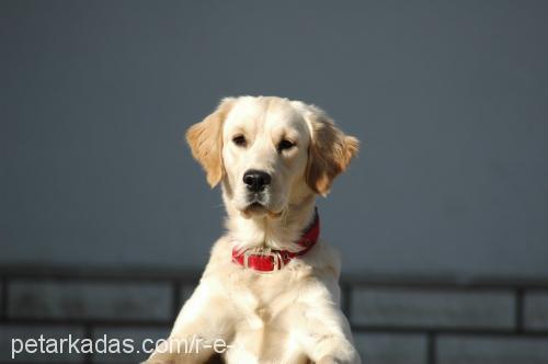 see Dişi Golden Retriever