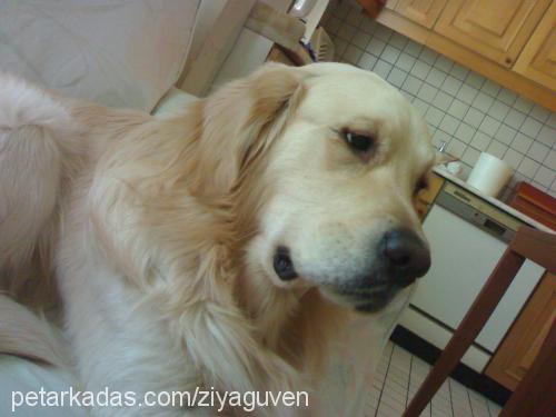 Gora Erkek Golden Retriever