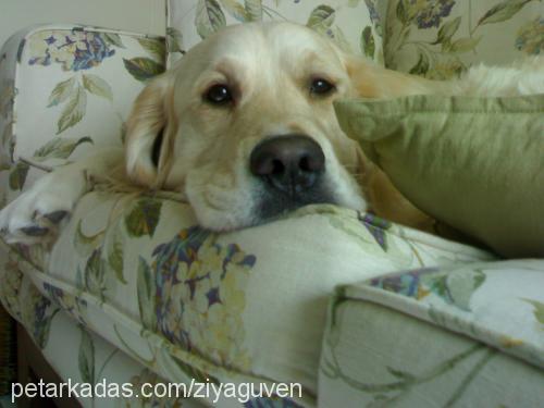 Gora Erkek Golden Retriever