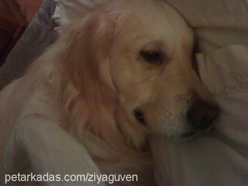 Gora Erkek Golden Retriever