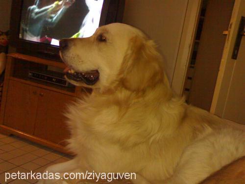 Gora Erkek Golden Retriever