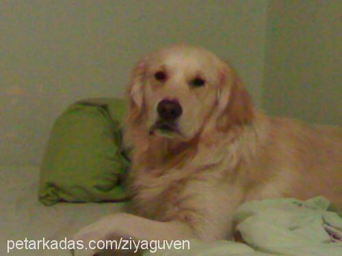 Gora Erkek Golden Retriever