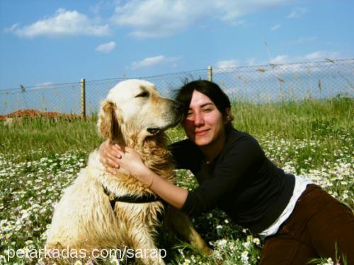 şarap Erkek Golden Retriever