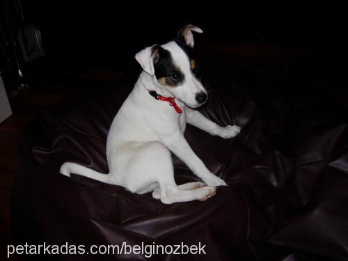 lucca Erkek Jack Russell Terrier