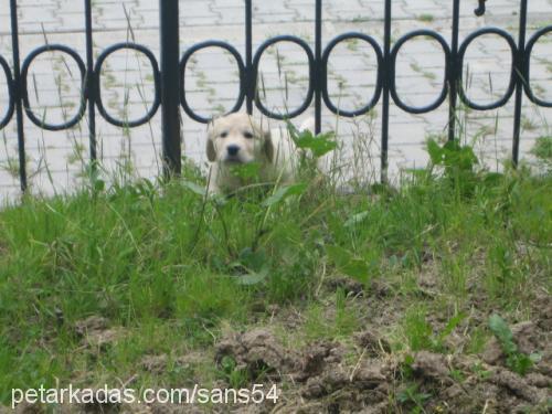 Şans Erkek Golden Retriever