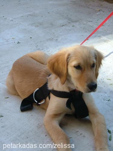 rusty Erkek Golden Retriever