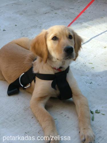 rusty Erkek Golden Retriever