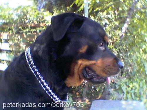 haydut Erkek Rottweiler