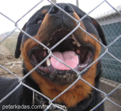 zeus Erkek Rottweiler