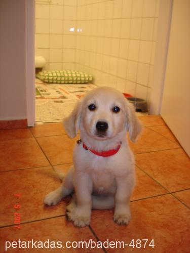 BADEM Dişi Golden Retriever