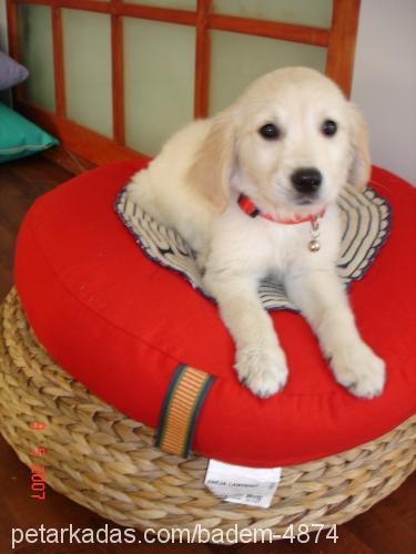 BADEM Dişi Golden Retriever