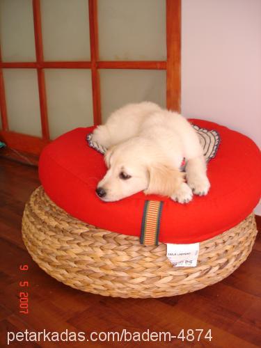 BADEM Dişi Golden Retriever