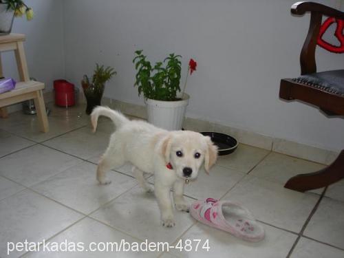 BADEM Dişi Golden Retriever