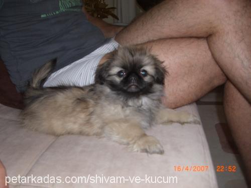 tiny Dişi Pekingese