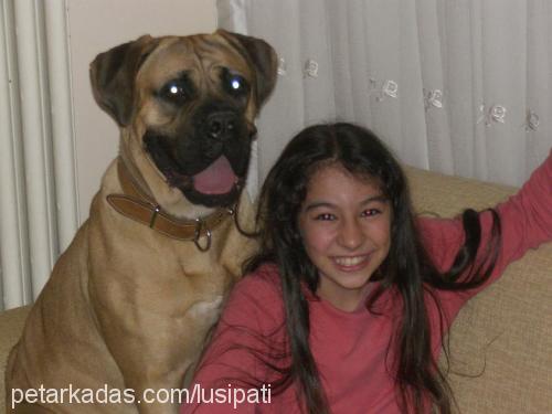 lusi Dişi Bullmastiff