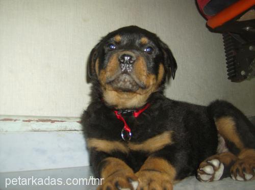 PASCAL Erkek Rottweiler