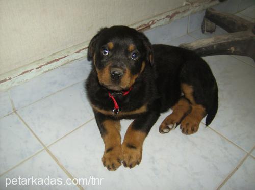 PASCAL Erkek Rottweiler