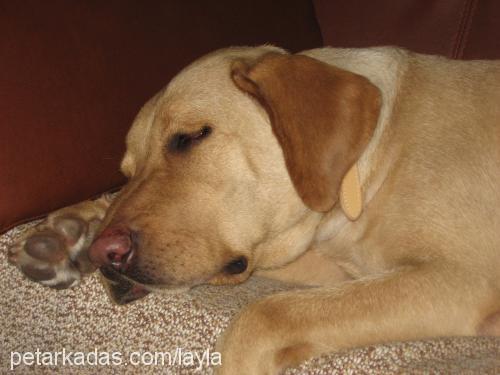 LAYLA Dişi Labrador Retriever