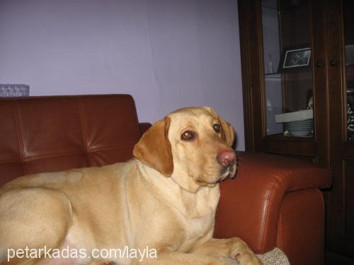 LAYLA Dişi Labrador Retriever