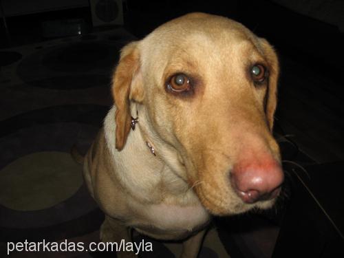 LAYLA Dişi Labrador Retriever