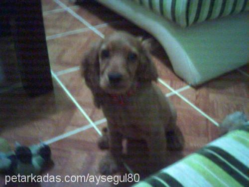 Tarçın Dişi İngiliz Cocker Spaniel