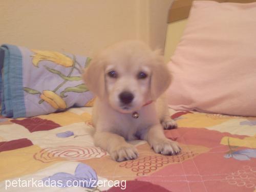 asya Dişi Golden Retriever