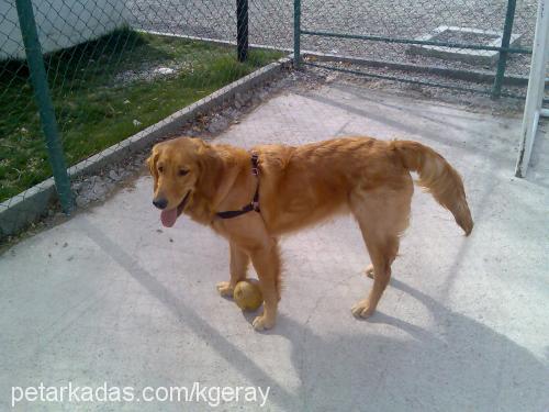 paşa Erkek Golden Retriever