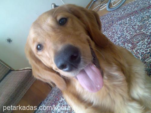 paşa Erkek Golden Retriever