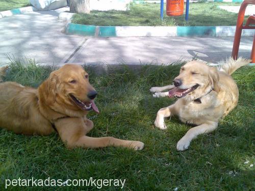 paşa Erkek Golden Retriever