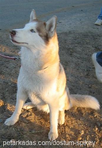 spikey Erkek Sibirya Kurdu (Husky)