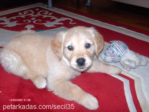 şila Dişi Golden Retriever