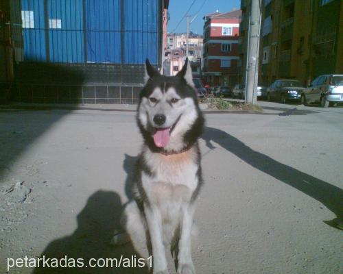 aliş Erkek Alaskan Malamute