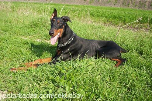 Ceku Dişi Doberman Pinscher