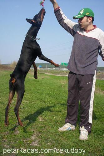 Ceku Dişi Doberman Pinscher