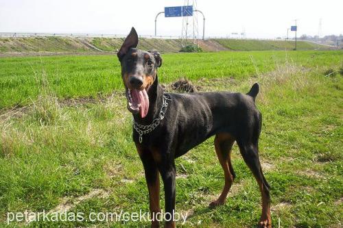 Ceku Dişi Doberman Pinscher