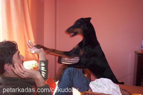 Ceku Dişi Doberman Pinscher