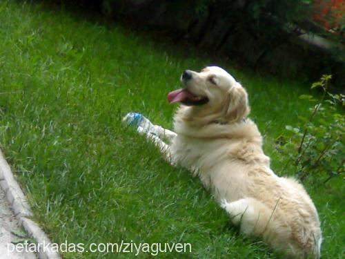 Gora Erkek Golden Retriever