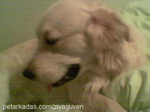 Gora Erkek Golden Retriever