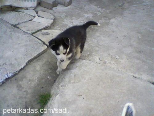 ice Dişi Sibirya Kurdu (Husky)