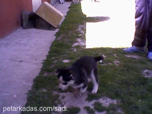 ice Dişi Sibirya Kurdu (Husky)