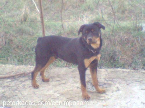 paşa Erkek Rottweiler